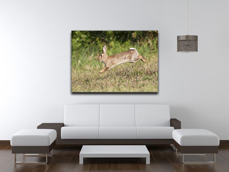 Wild cute rabbit is jumping on meadow Canvas Print or Poster - Canvas Art Rocks - 4