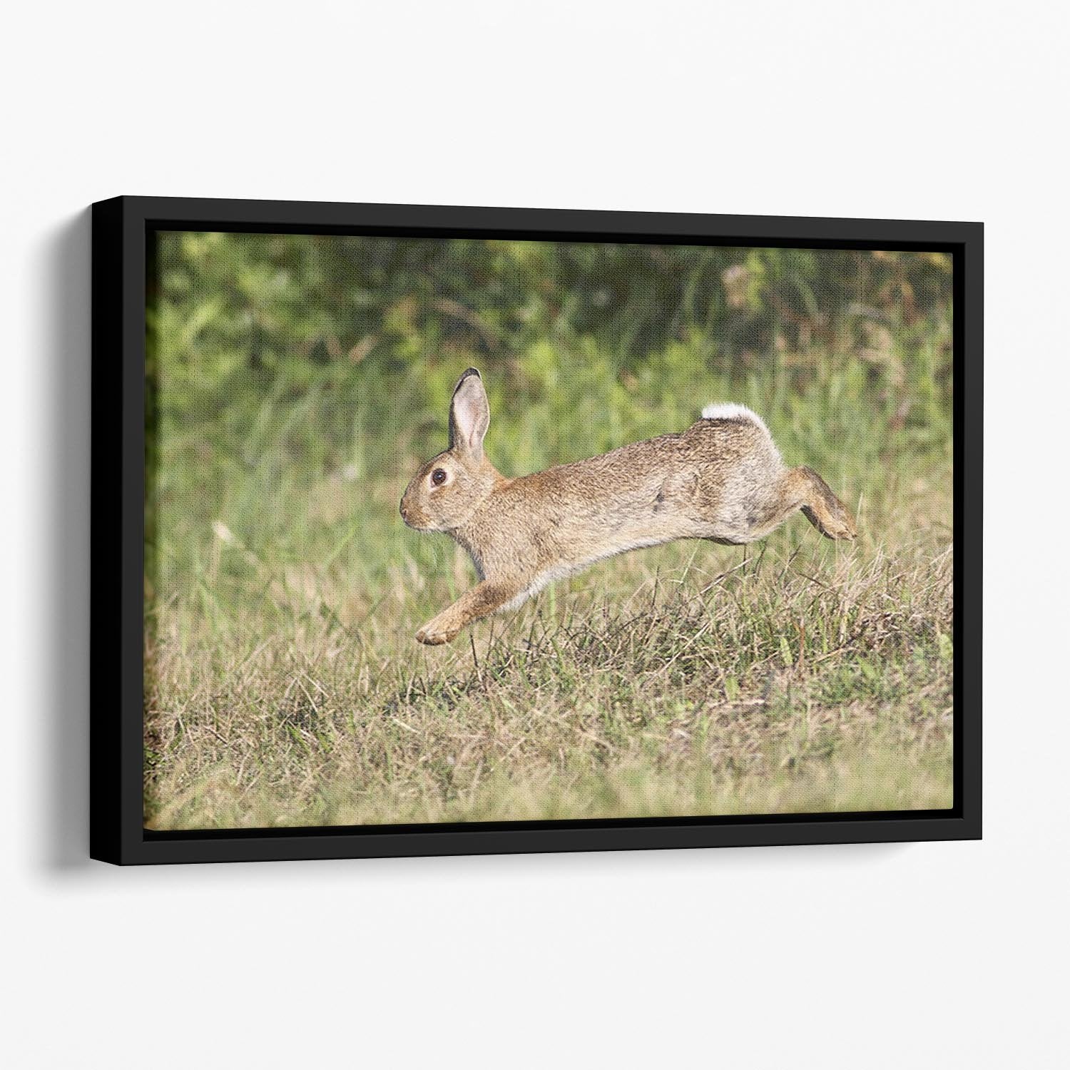 Wild cute rabbit is jumping on meadow Floating Framed Canvas - Canvas Art Rocks - 1