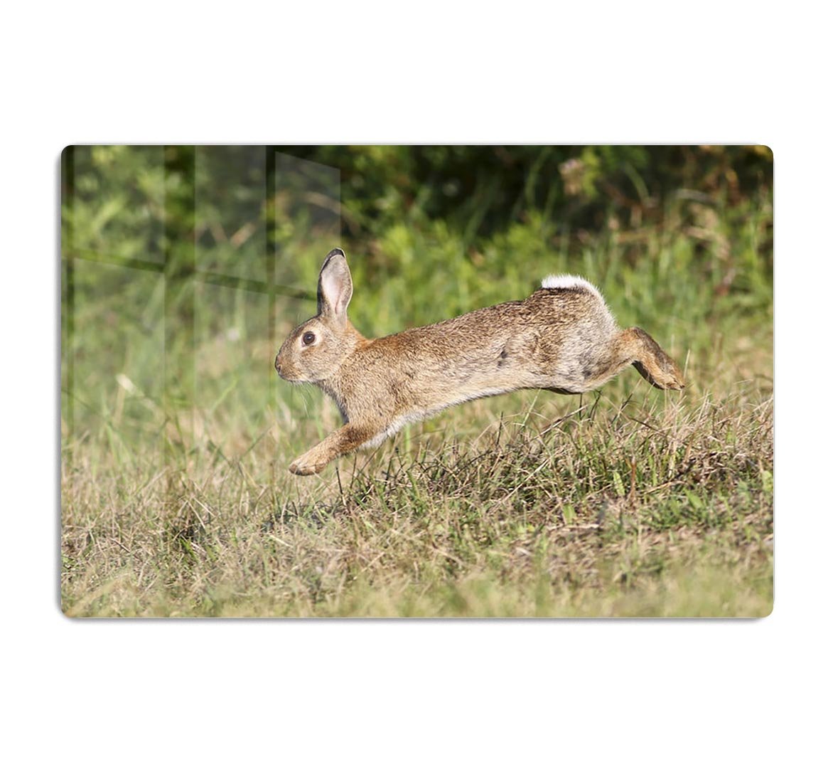 Wild cute rabbit is jumping on meadow HD Metal Print - Canvas Art Rocks - 1