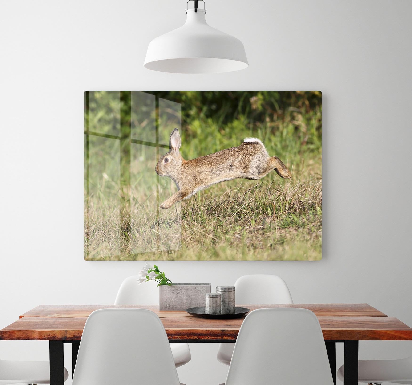 Wild cute rabbit is jumping on meadow HD Metal Print - Canvas Art Rocks - 2