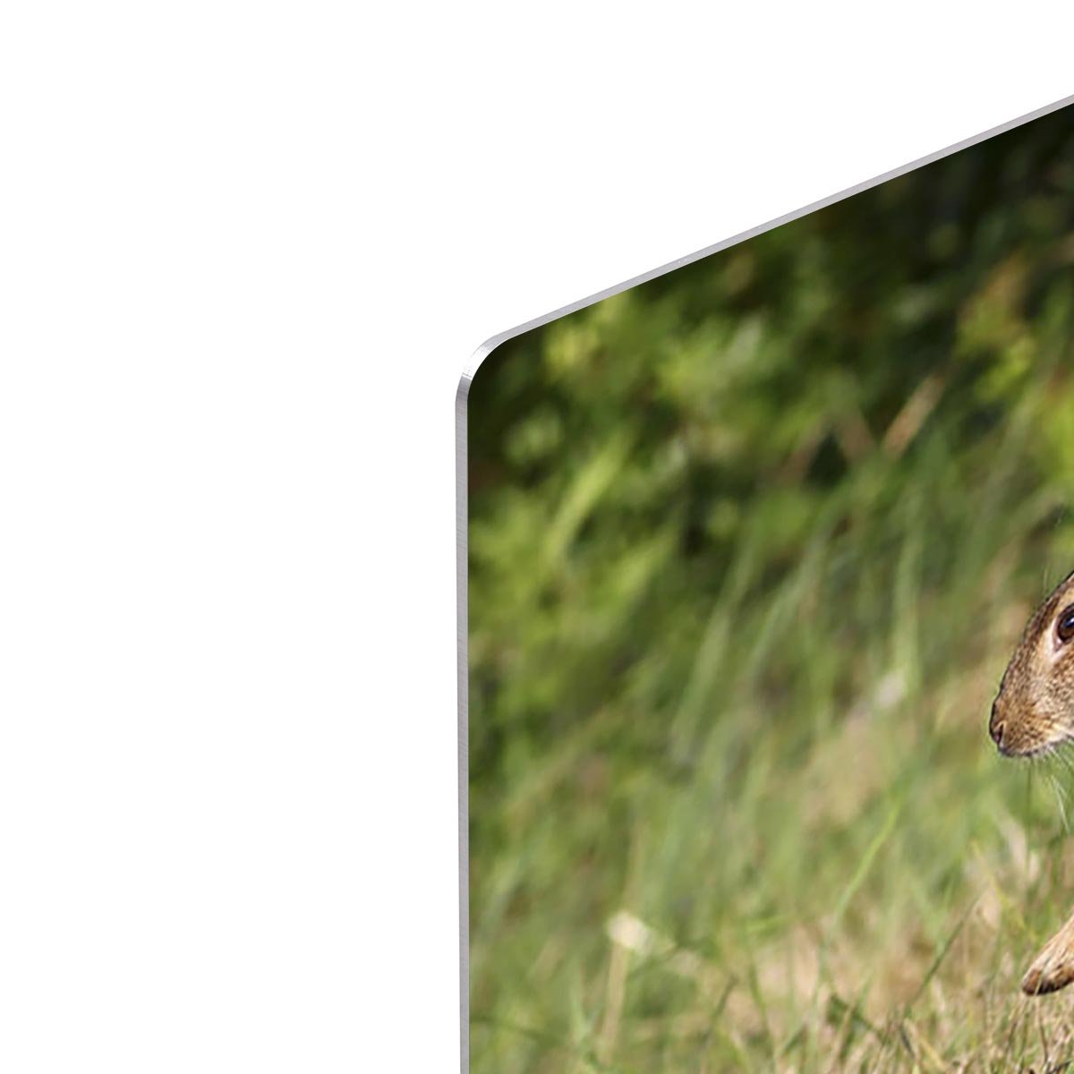 Wild cute rabbit is jumping on meadow HD Metal Print - Canvas Art Rocks - 4