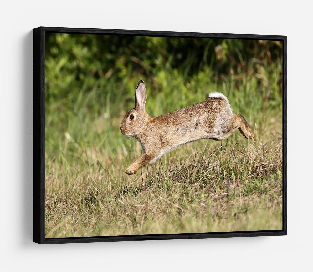 Wild cute rabbit is jumping on meadow HD Metal Print - Canvas Art Rocks - 6