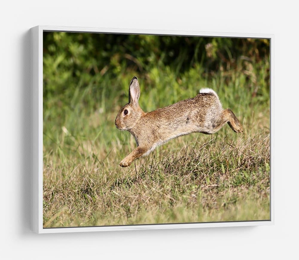 Wild cute rabbit is jumping on meadow HD Metal Print - Canvas Art Rocks - 7