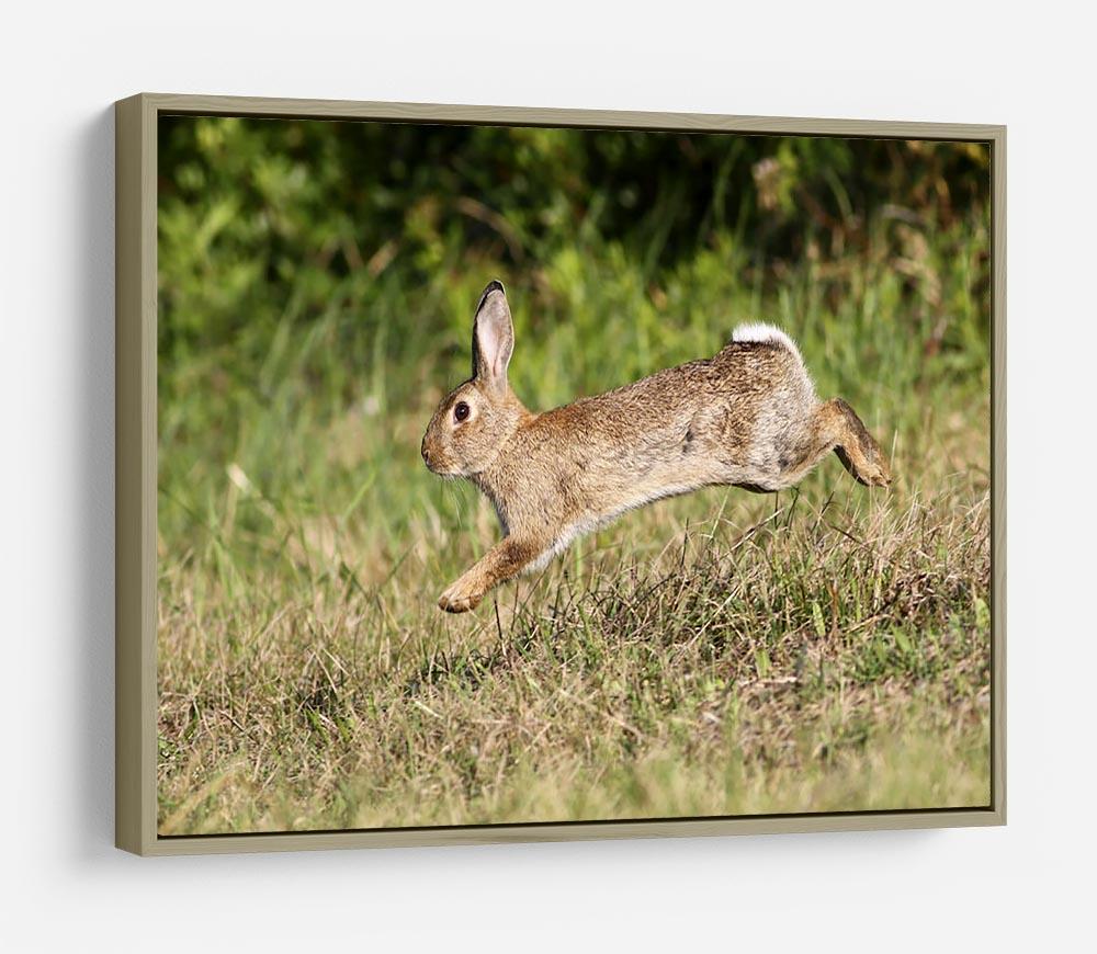 Wild cute rabbit is jumping on meadow HD Metal Print - Canvas Art Rocks - 8