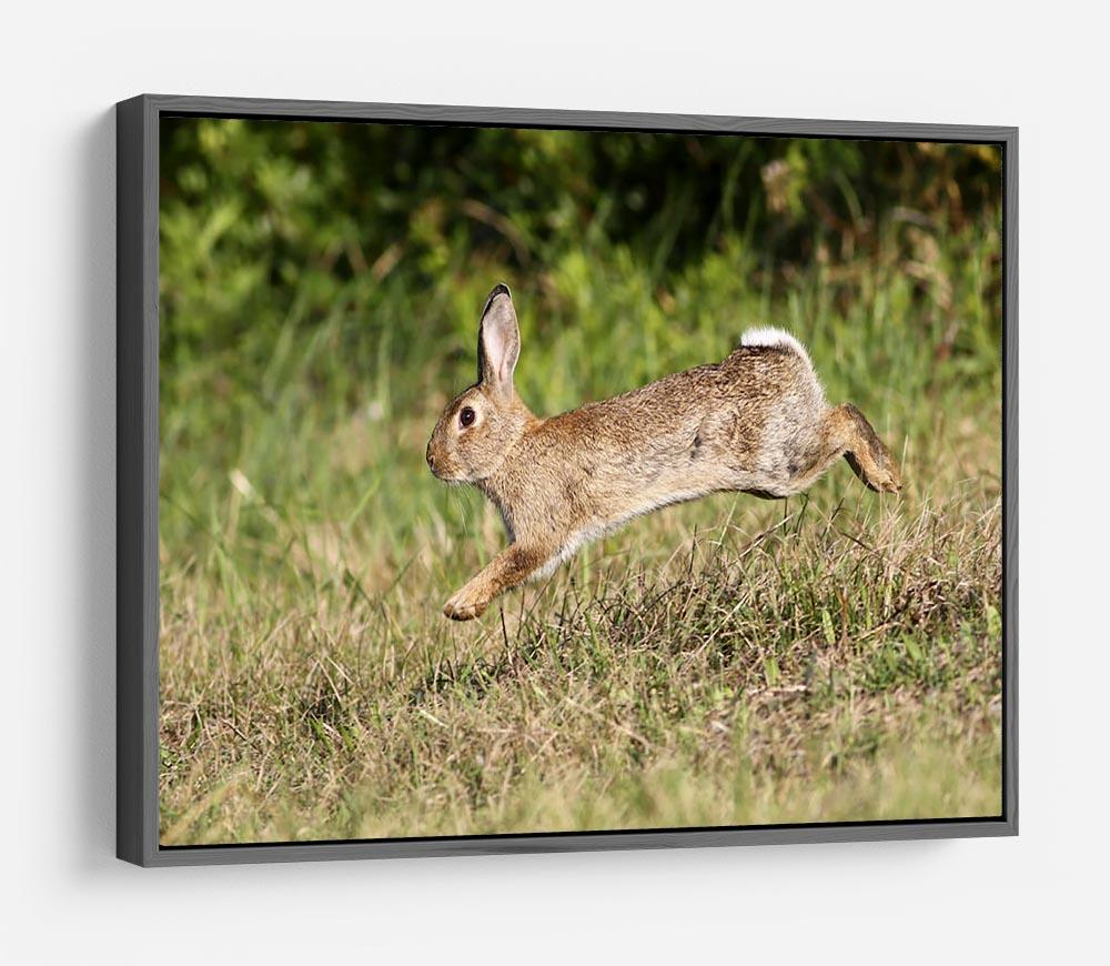 Wild cute rabbit is jumping on meadow HD Metal Print - Canvas Art Rocks - 9