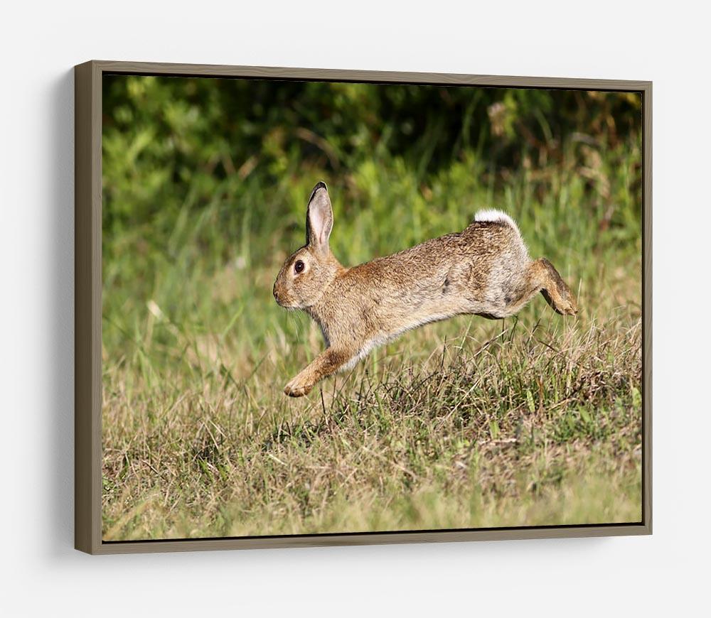 Wild cute rabbit is jumping on meadow HD Metal Print - Canvas Art Rocks - 10