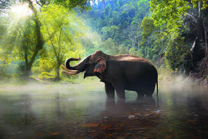 Wild elephant in the beautiful forest Wall Mural Wallpaper - Canvas Art Rocks - 1
