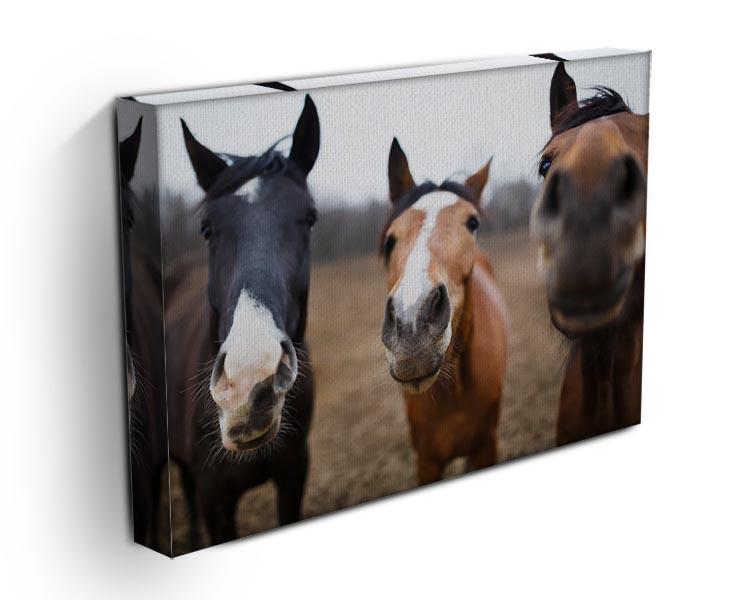 Wild horses on the meadow at spring time Canvas Print or Poster - Canvas Art Rocks - 3