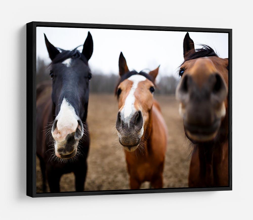 Wild horses on the meadow at spring time HD Metal Print - Canvas Art Rocks - 6