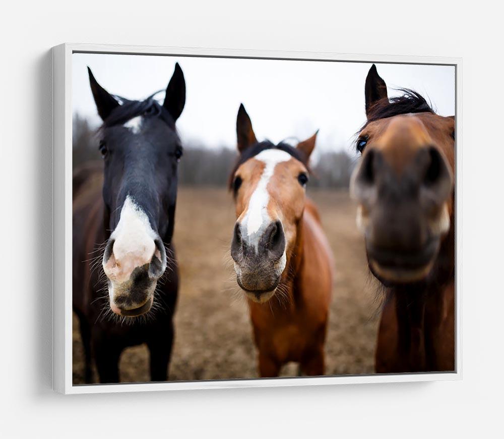 Wild horses on the meadow at spring time HD Metal Print - Canvas Art Rocks - 7