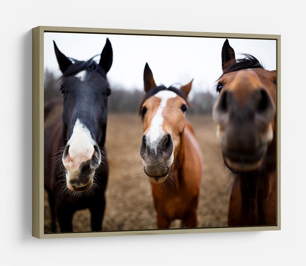 Wild horses on the meadow at spring time HD Metal Print - Canvas Art Rocks - 8