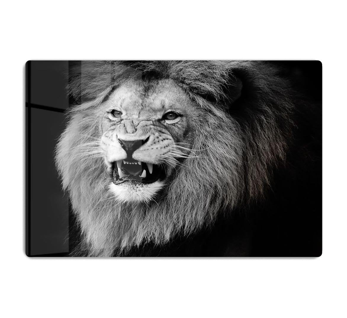 Wild lion portrait in black and white. HD Metal Print - Canvas Art Rocks - 1