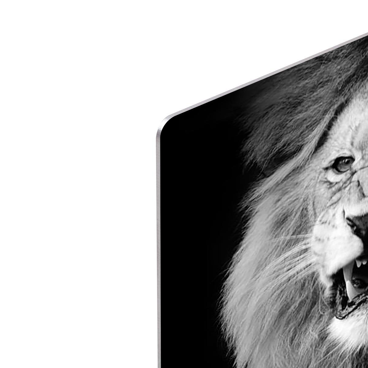 Wild lion portrait in black and white. HD Metal Print - Canvas Art Rocks - 4