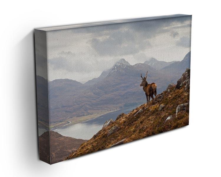 Wild stag overlooking Loch Torridon Canvas Print or Poster - Canvas Art Rocks - 3
