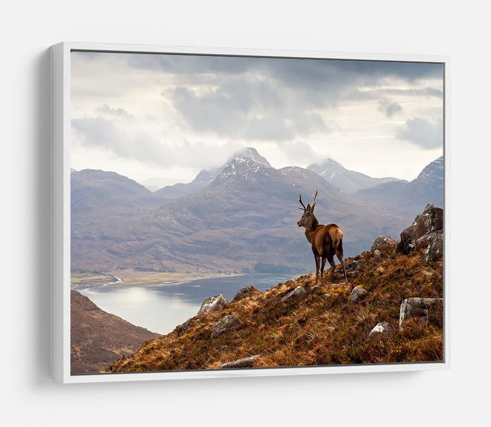 Wild stag overlooking Loch Torridon HD Metal Print - Canvas Art Rocks - 7