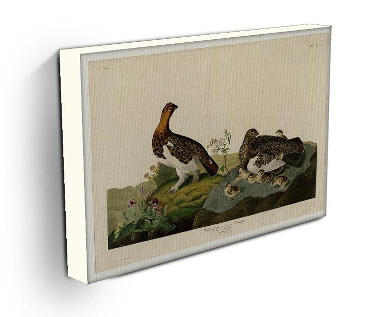 Willow Grouse by Audubon Canvas Print or Poster - Canvas Art Rocks - 3