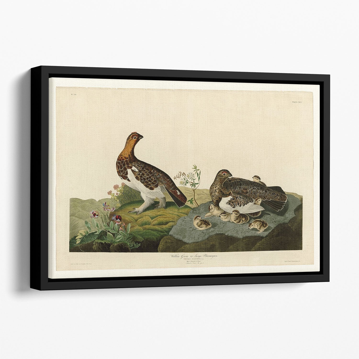 Willow Grouse by Audubon Floating Framed Canvas