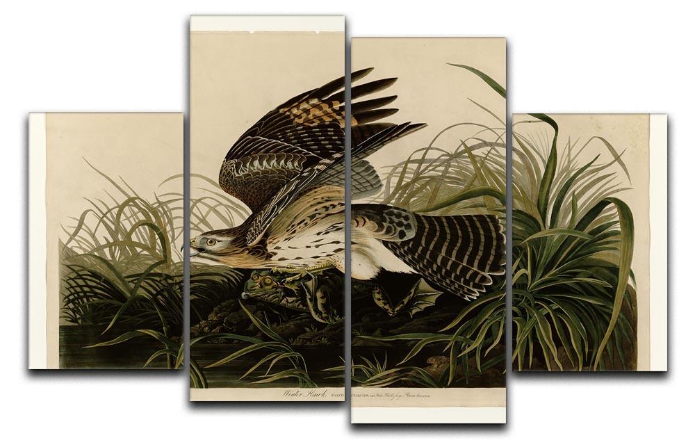 Winter Hawk by Audubon 4 Split Panel Canvas - Canvas Art Rocks - 1