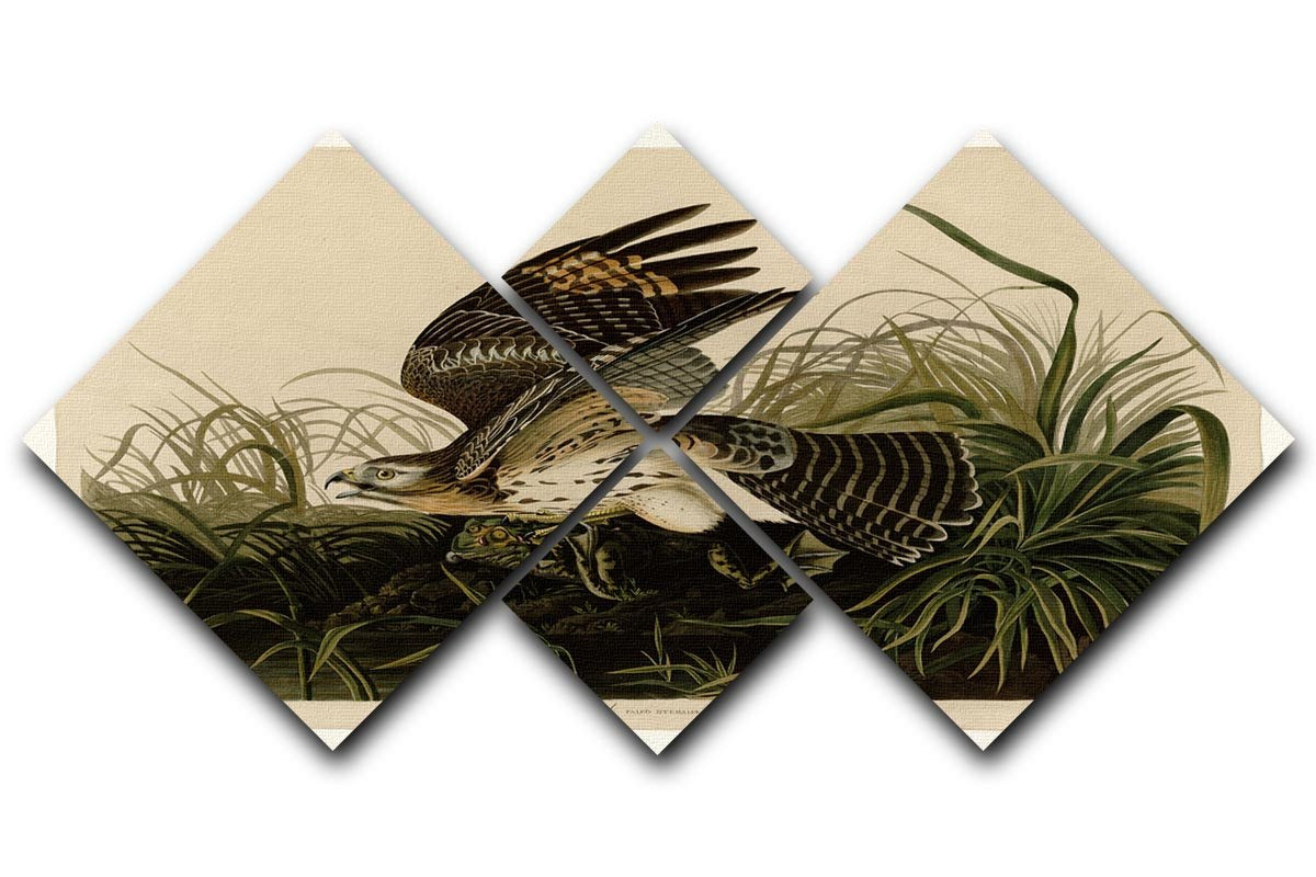 Winter Hawk by Audubon 4 Square Multi Panel Canvas - Canvas Art Rocks - 1