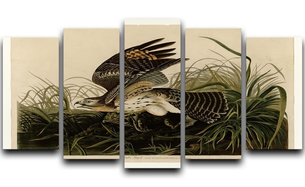 Winter Hawk by Audubon 5 Split Panel Canvas - Canvas Art Rocks - 1