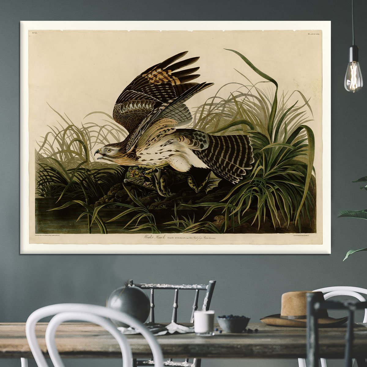 Winter Hawk by Audubon Canvas Print or Poster