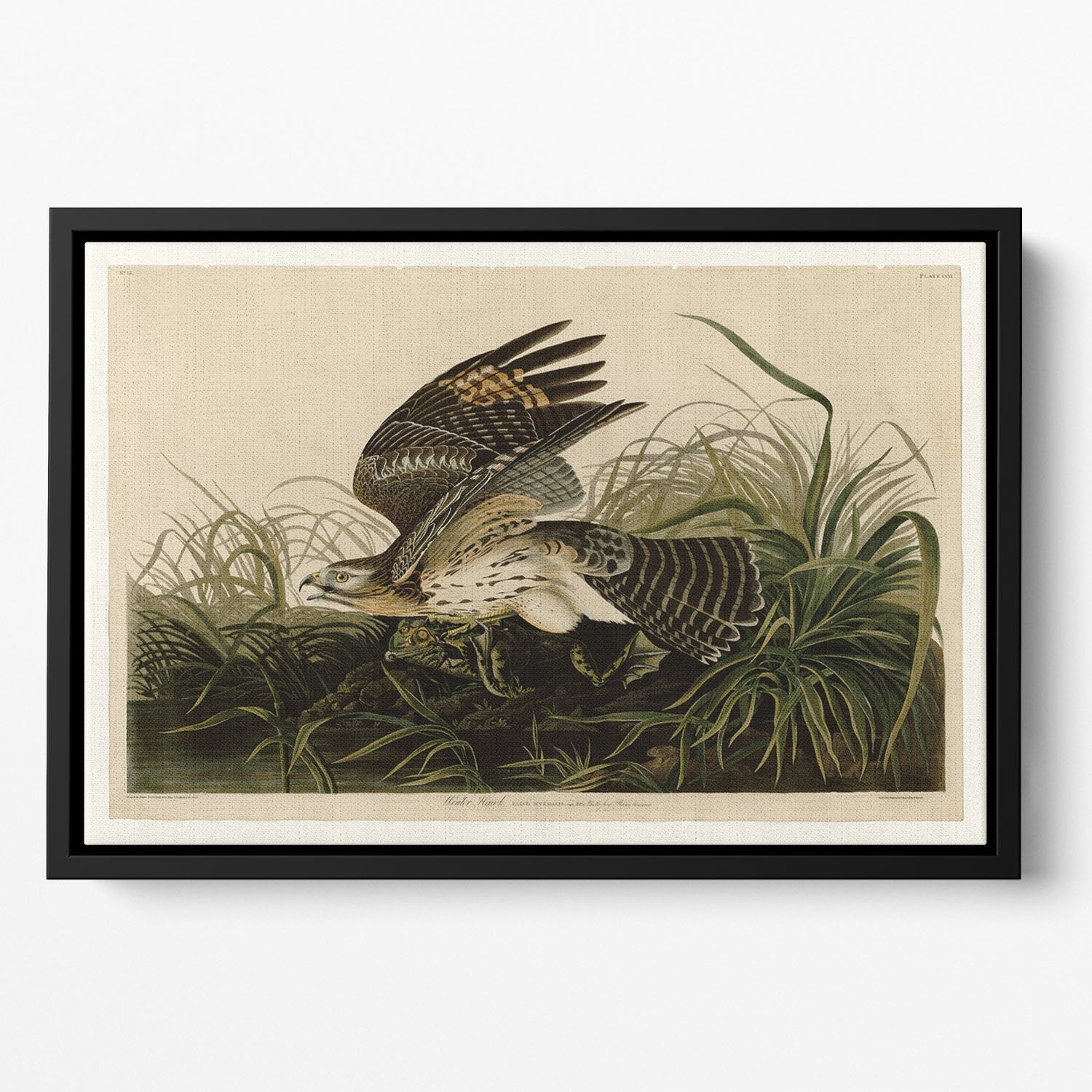 Winter Hawk by Audubon Floating Framed Canvas
