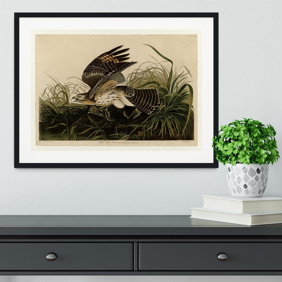 Winter Hawk by Audubon Framed Print - Canvas Art Rocks - 1