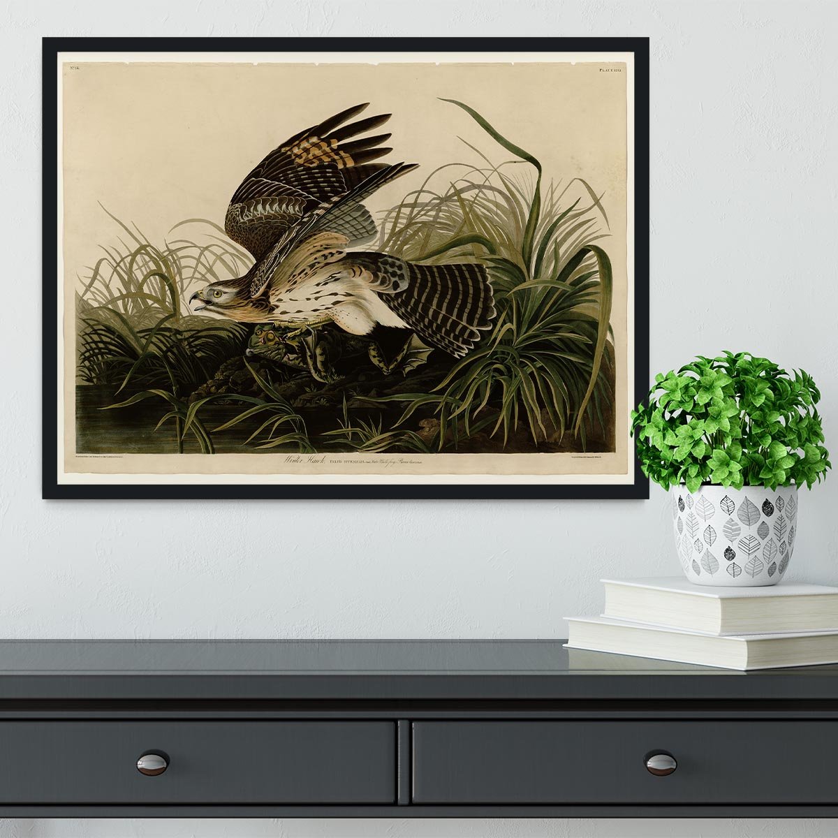 Winter Hawk by Audubon Framed Print - Canvas Art Rocks - 2
