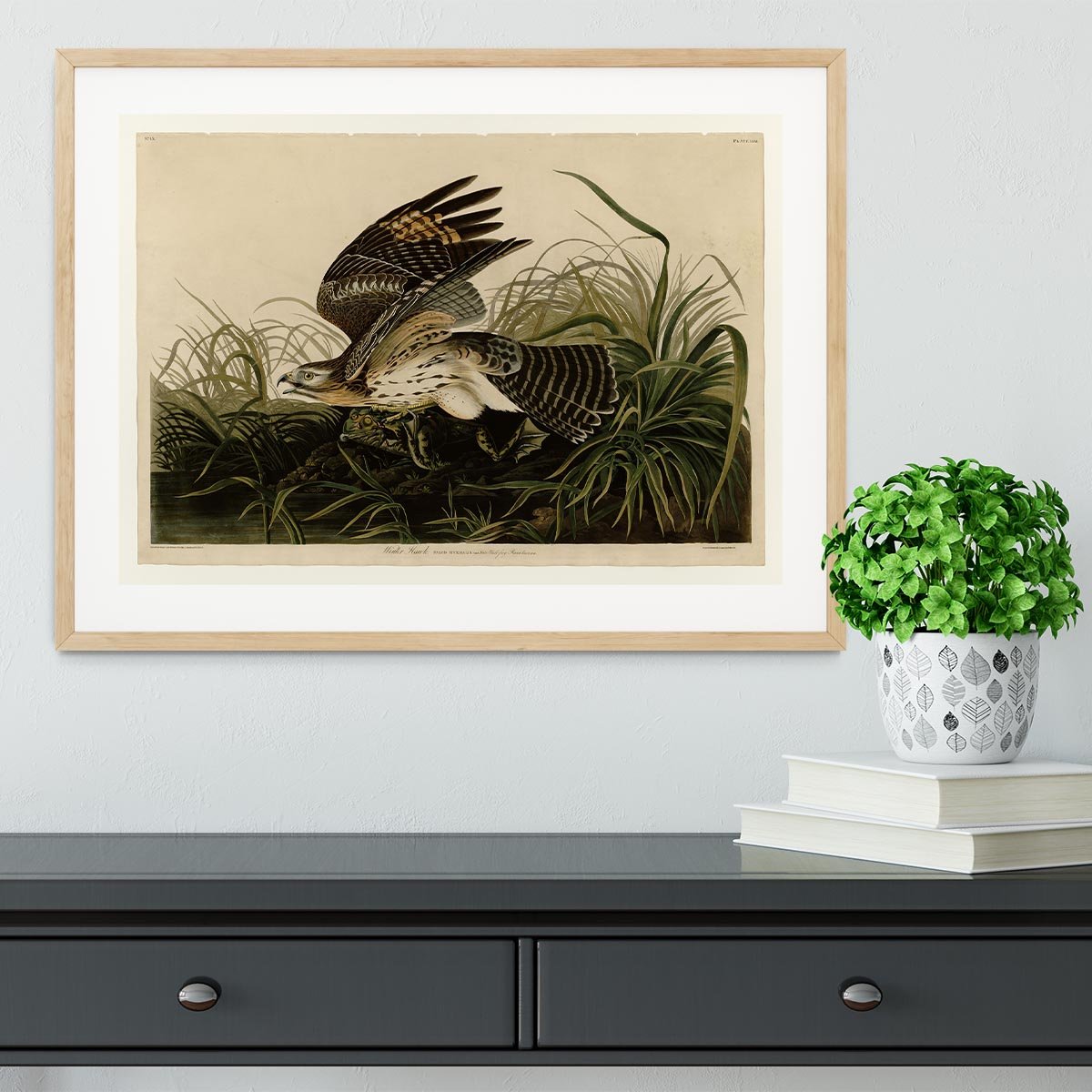 Winter Hawk by Audubon Framed Print - Canvas Art Rocks - 3