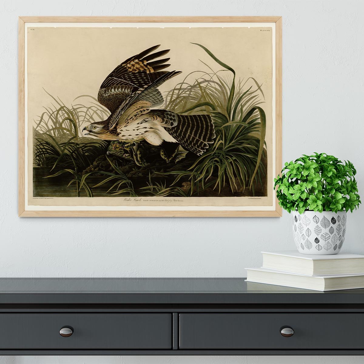 Winter Hawk by Audubon Framed Print - Canvas Art Rocks - 4