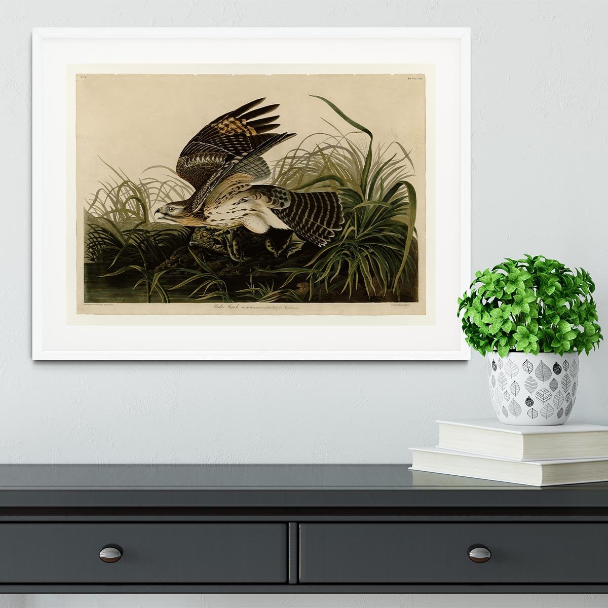 Winter Hawk by Audubon Framed Print - Canvas Art Rocks - 5