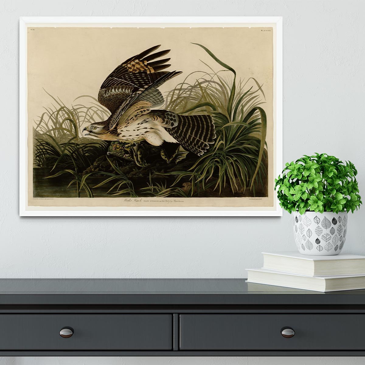 Winter Hawk by Audubon Framed Print - Canvas Art Rocks -6