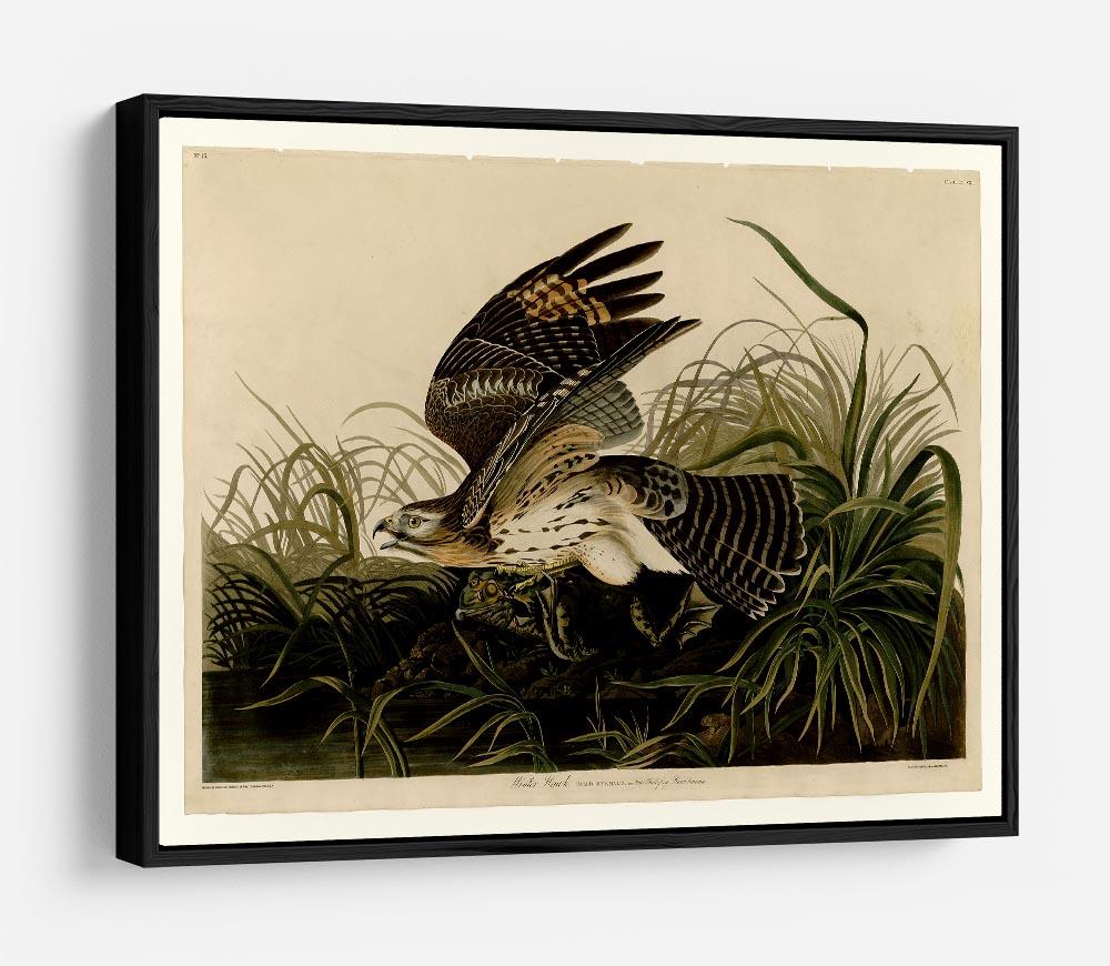 Winter Hawk by Audubon HD Metal Print - Canvas Art Rocks - 6