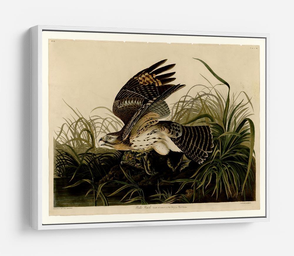 Winter Hawk by Audubon HD Metal Print - Canvas Art Rocks - 7