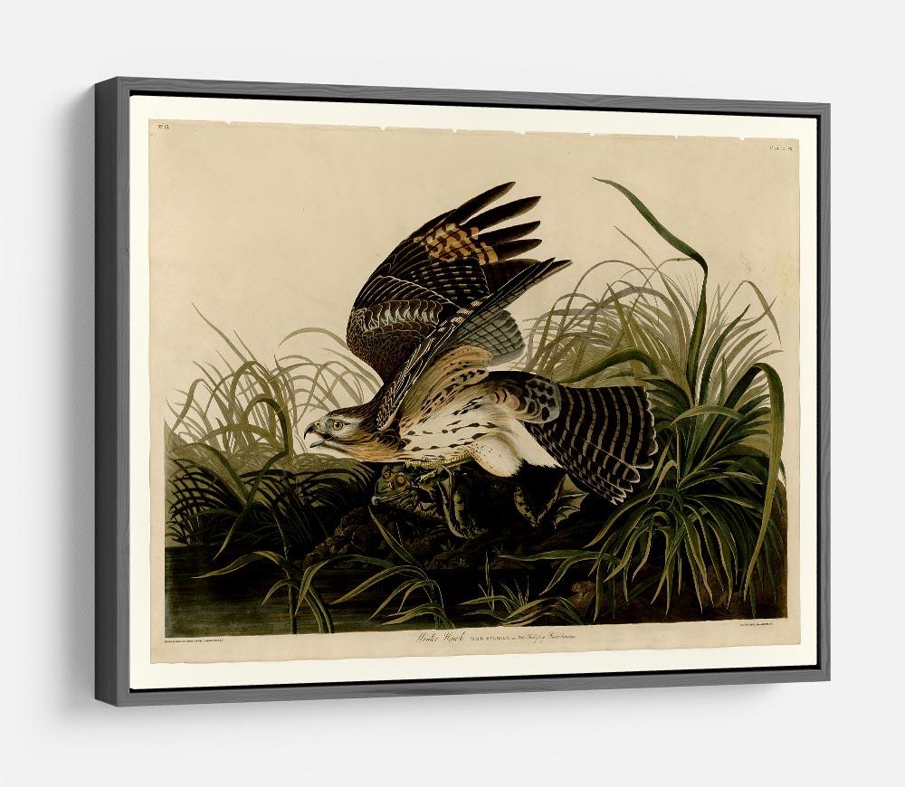 Winter Hawk by Audubon HD Metal Print - Canvas Art Rocks - 9