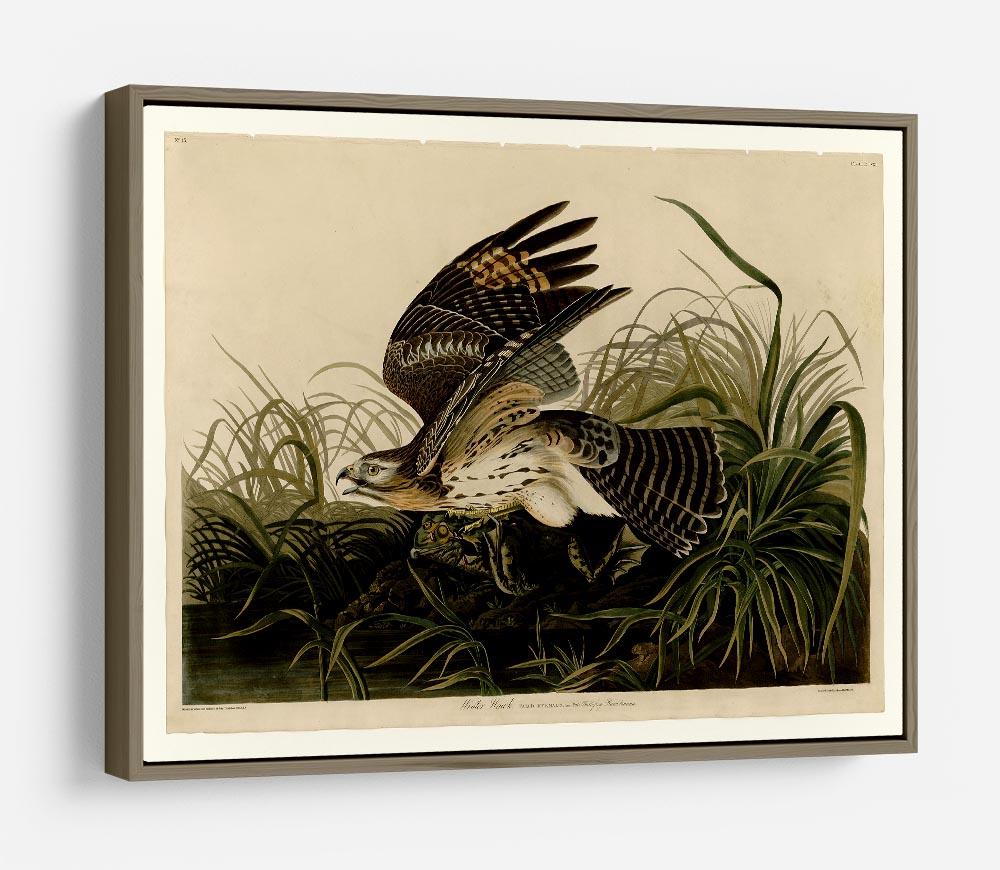 Winter Hawk by Audubon HD Metal Print - Canvas Art Rocks - 10