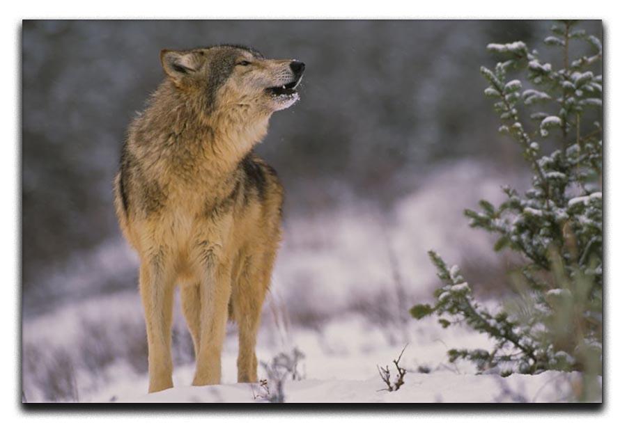 Wolf Howling in Snow Canvas Print or Poster - Canvas Art Rocks - 1