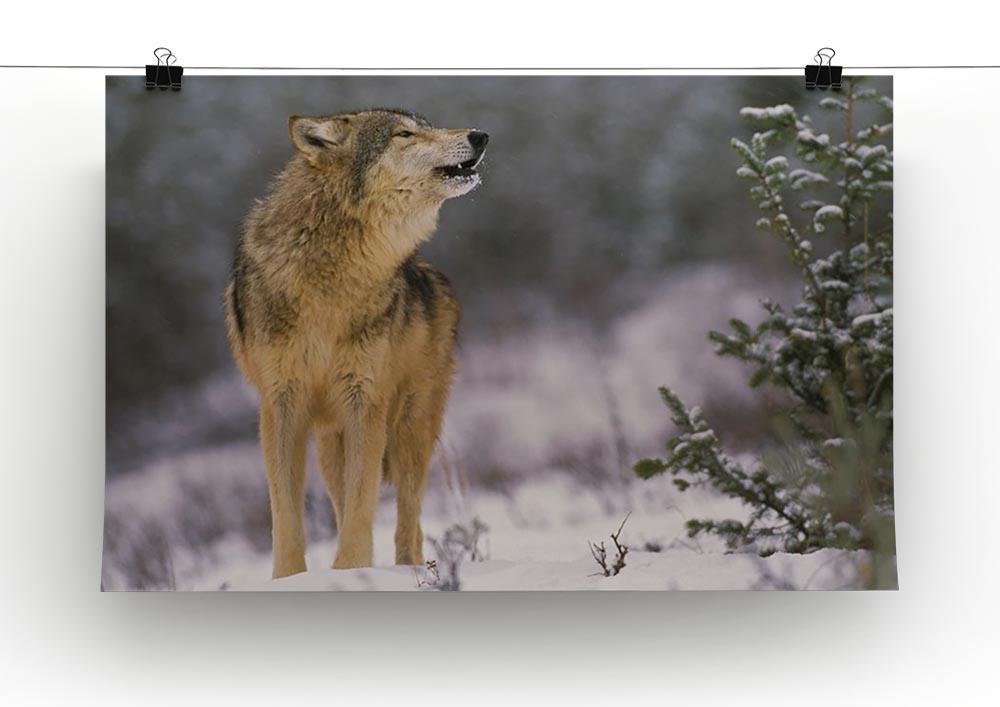 Wolf Howling in Snow Canvas Print or Poster - Canvas Art Rocks - 2
