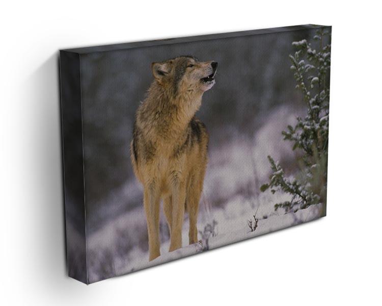 Wolf Howling in Snow Canvas Print or Poster - Canvas Art Rocks - 3