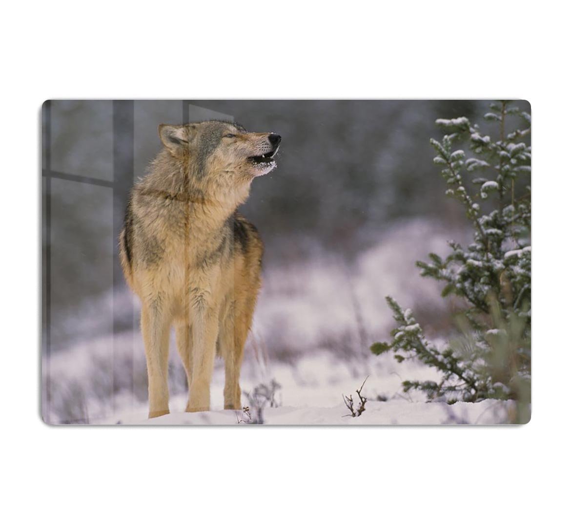 Wolf Howling in Snow HD Metal Print - Canvas Art Rocks - 1
