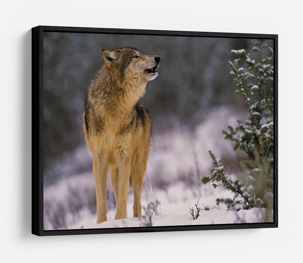 Wolf Howling in Snow HD Metal Print - Canvas Art Rocks - 6