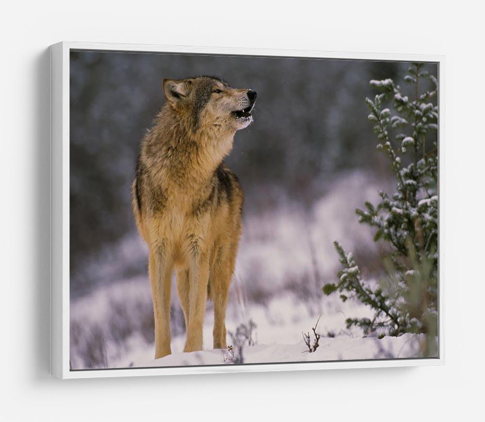 Wolf Howling in Snow HD Metal Print - Canvas Art Rocks - 7