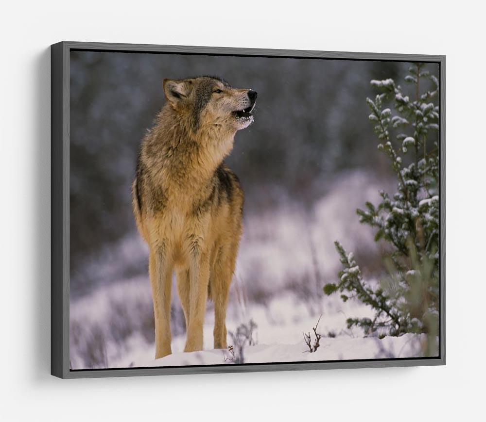 Wolf Howling in Snow HD Metal Print - Canvas Art Rocks - 9