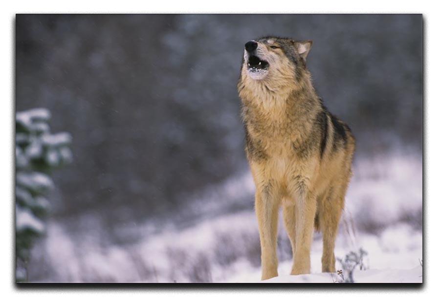 Wolf Howling in White Snow Canvas Print or Poster - Canvas Art Rocks - 1