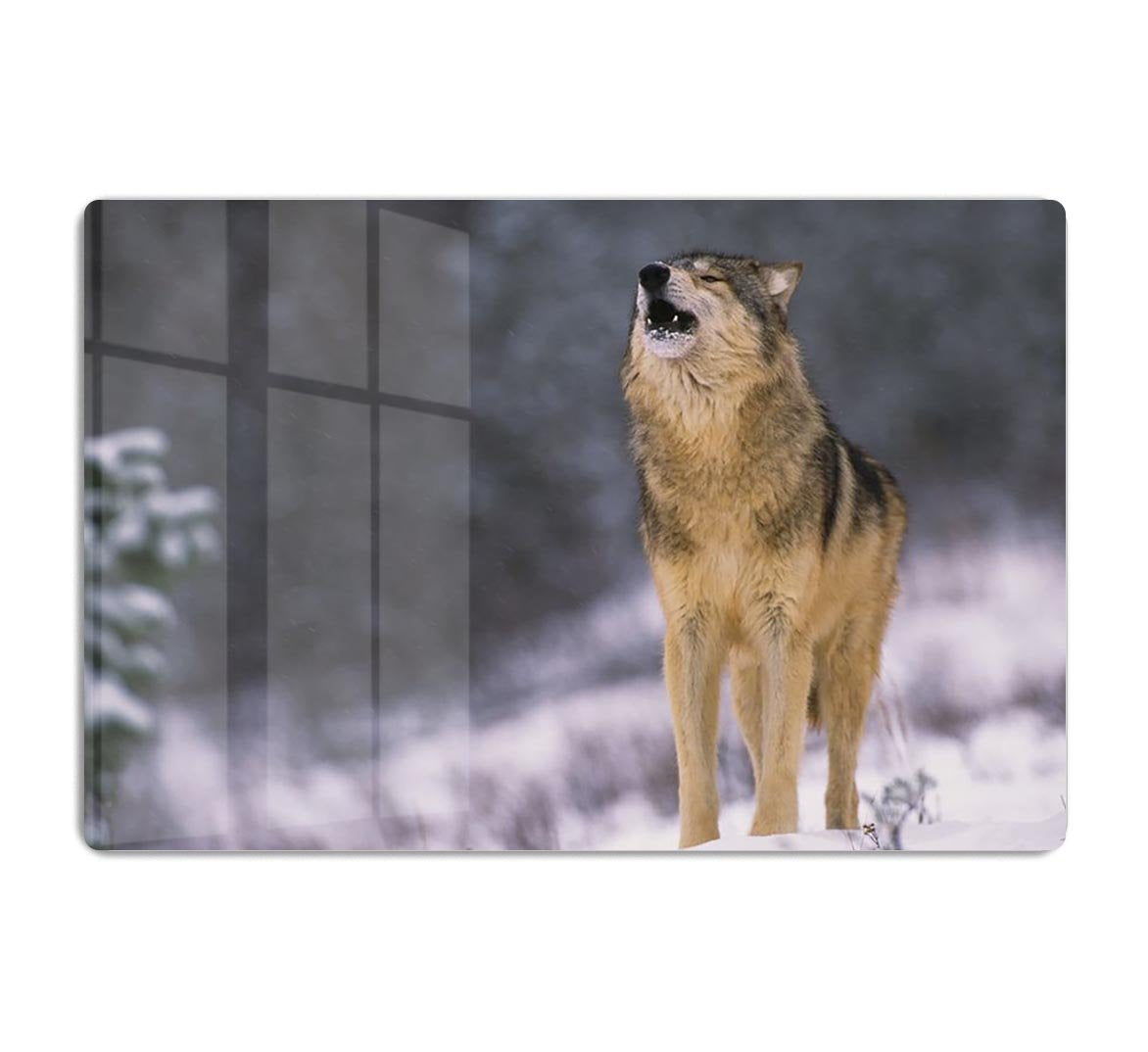 Wolf Howling in White Snow HD Metal Print - Canvas Art Rocks - 1