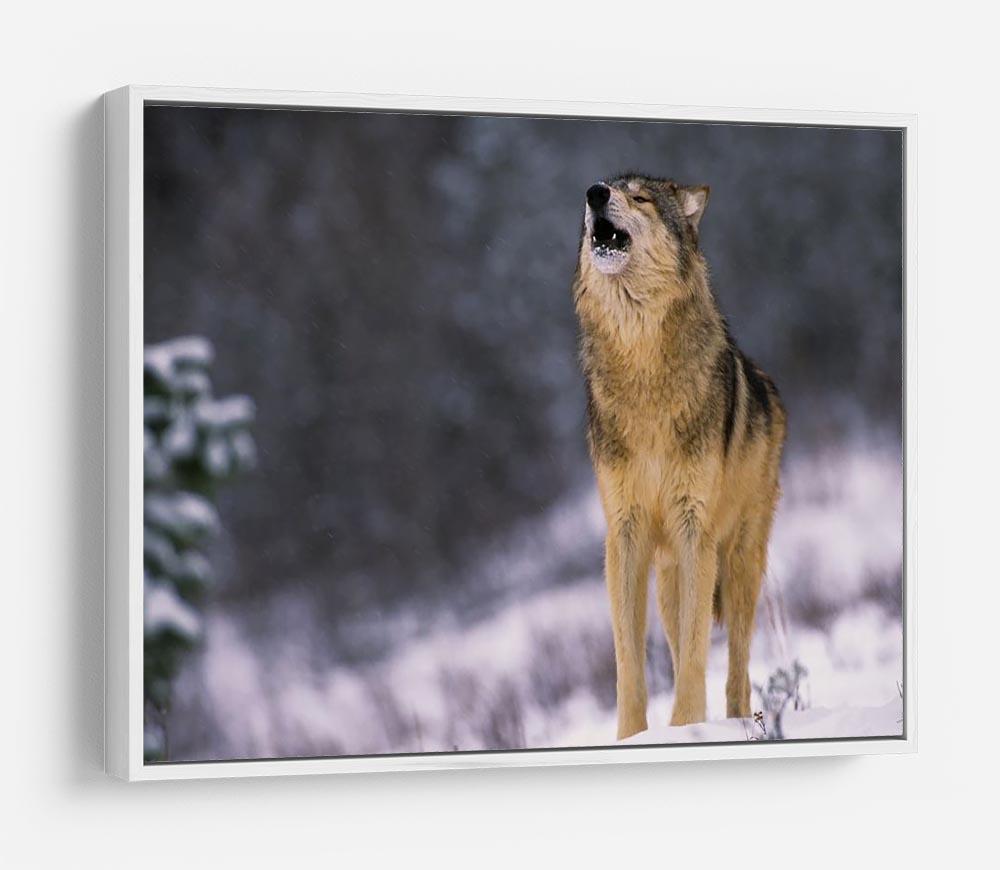 Wolf Howling in White Snow HD Metal Print - Canvas Art Rocks - 7