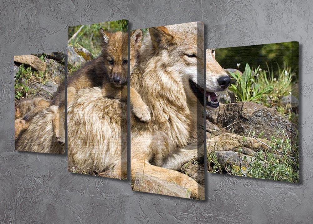 Wolf cubs and mother at den site 4 Split Panel Canvas - Canvas Art Rocks - 2