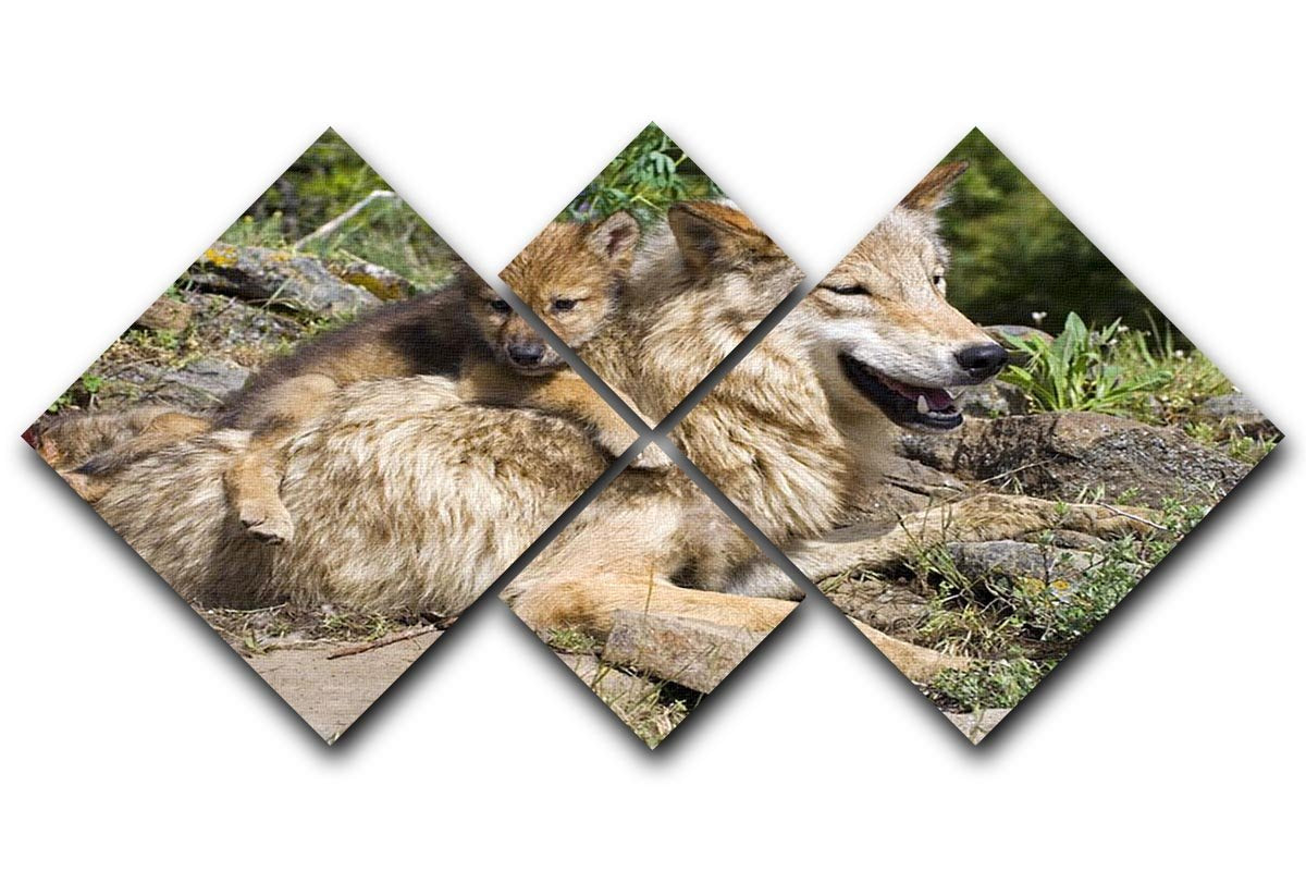 Wolf cubs and mother at den site 4 Square Multi Panel Canvas - Canvas Art Rocks - 1