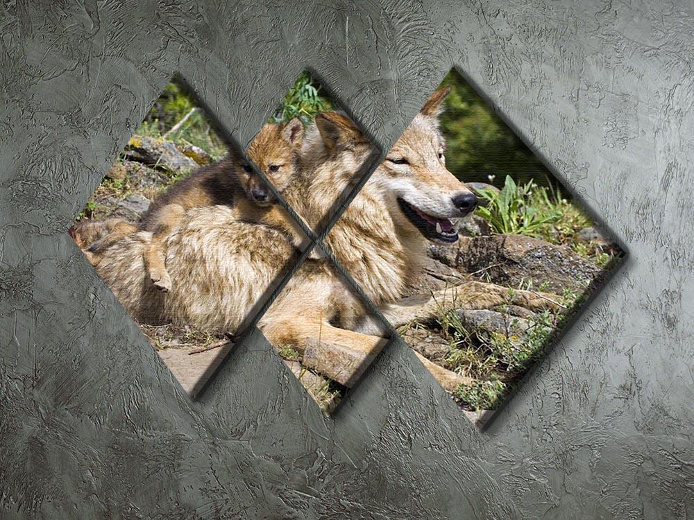Wolf cubs and mother at den site 4 Square Multi Panel Canvas - Canvas Art Rocks - 2