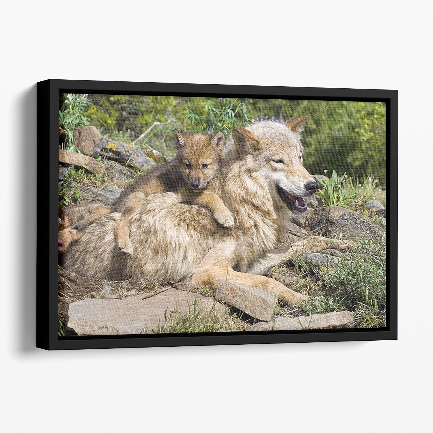 Wolf cubs and mother at den site Floating Framed Canvas - Canvas Art Rocks - 1